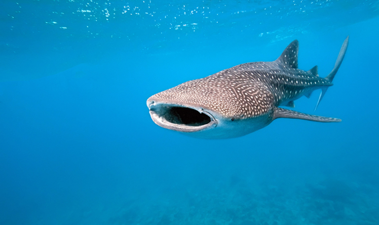Share The Water With Whale Sharks In La Paz