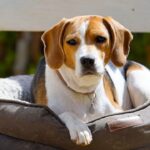 How Pet Identification Has Changed in the Last Decade