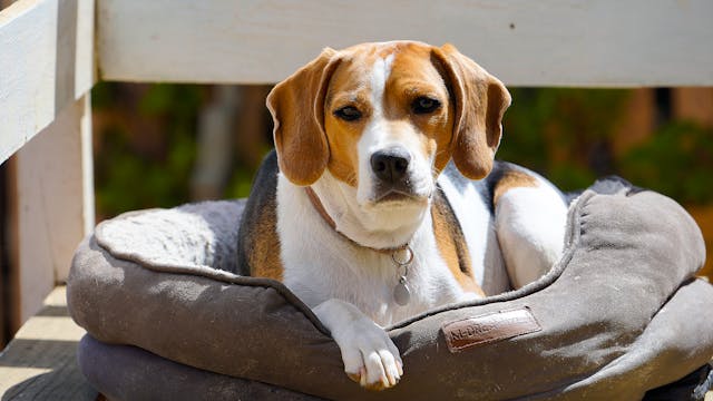 How Pet Identification Has Changed in the Last Decade